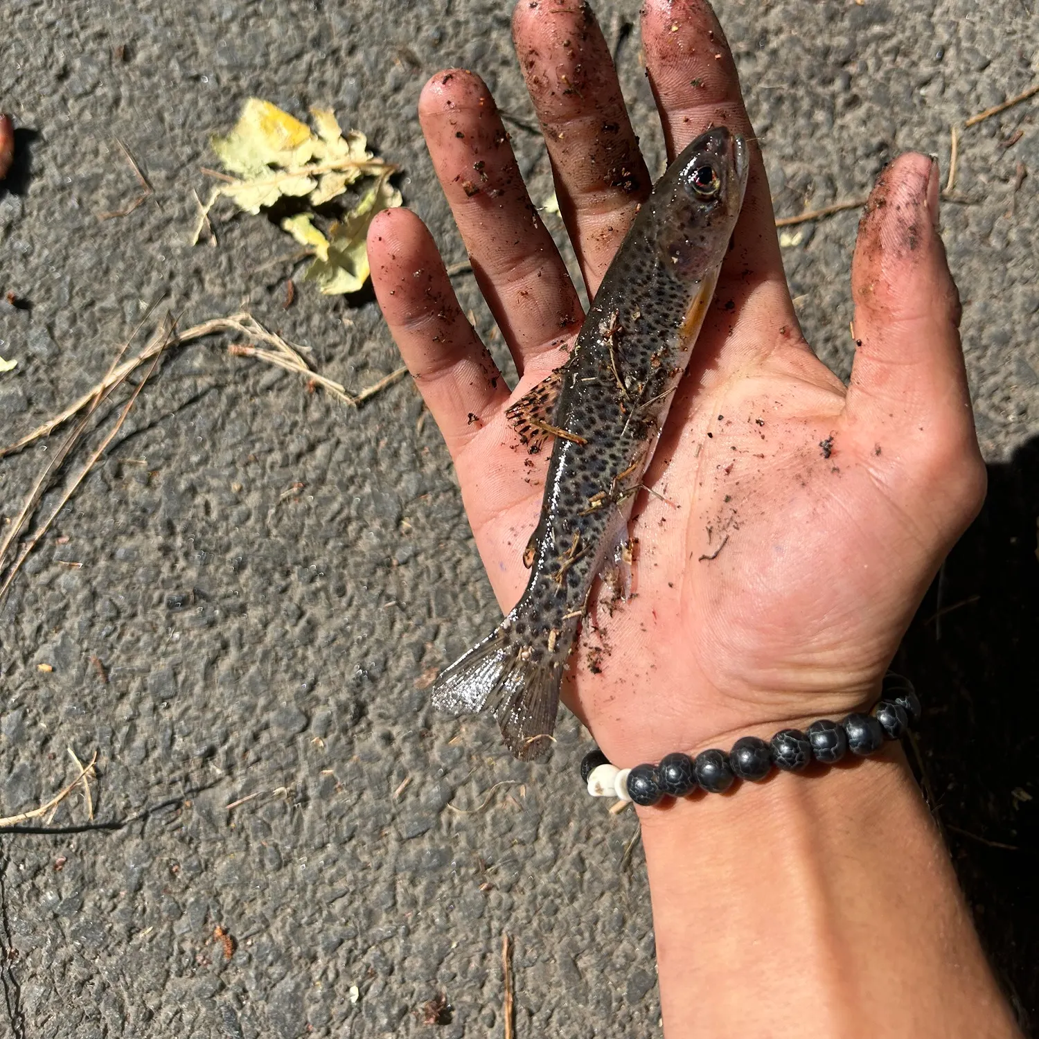The most recent Westslope cutthroat trout catches on Fishbrain