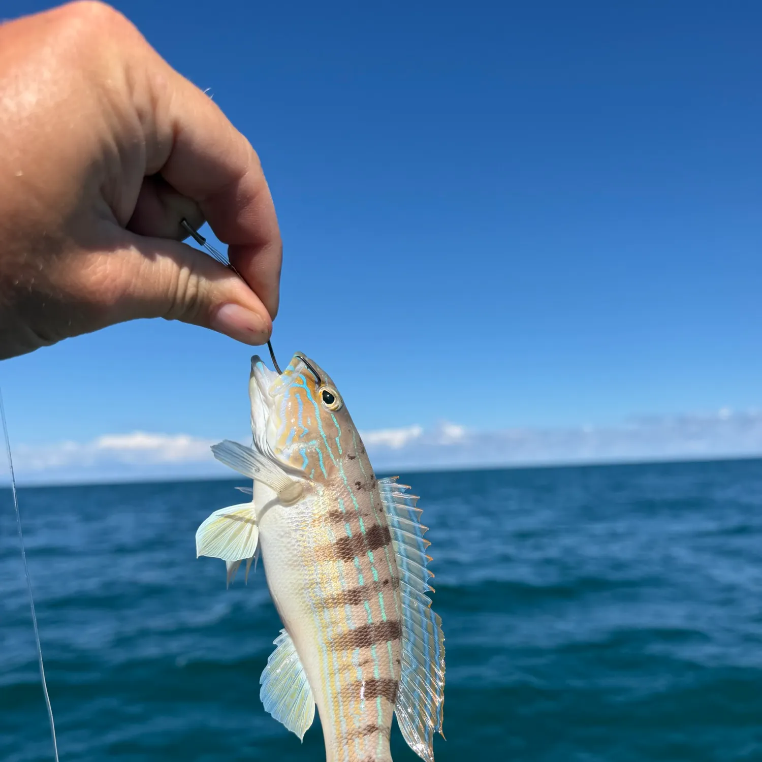 The most recent Sand perch catches on Fishbrain