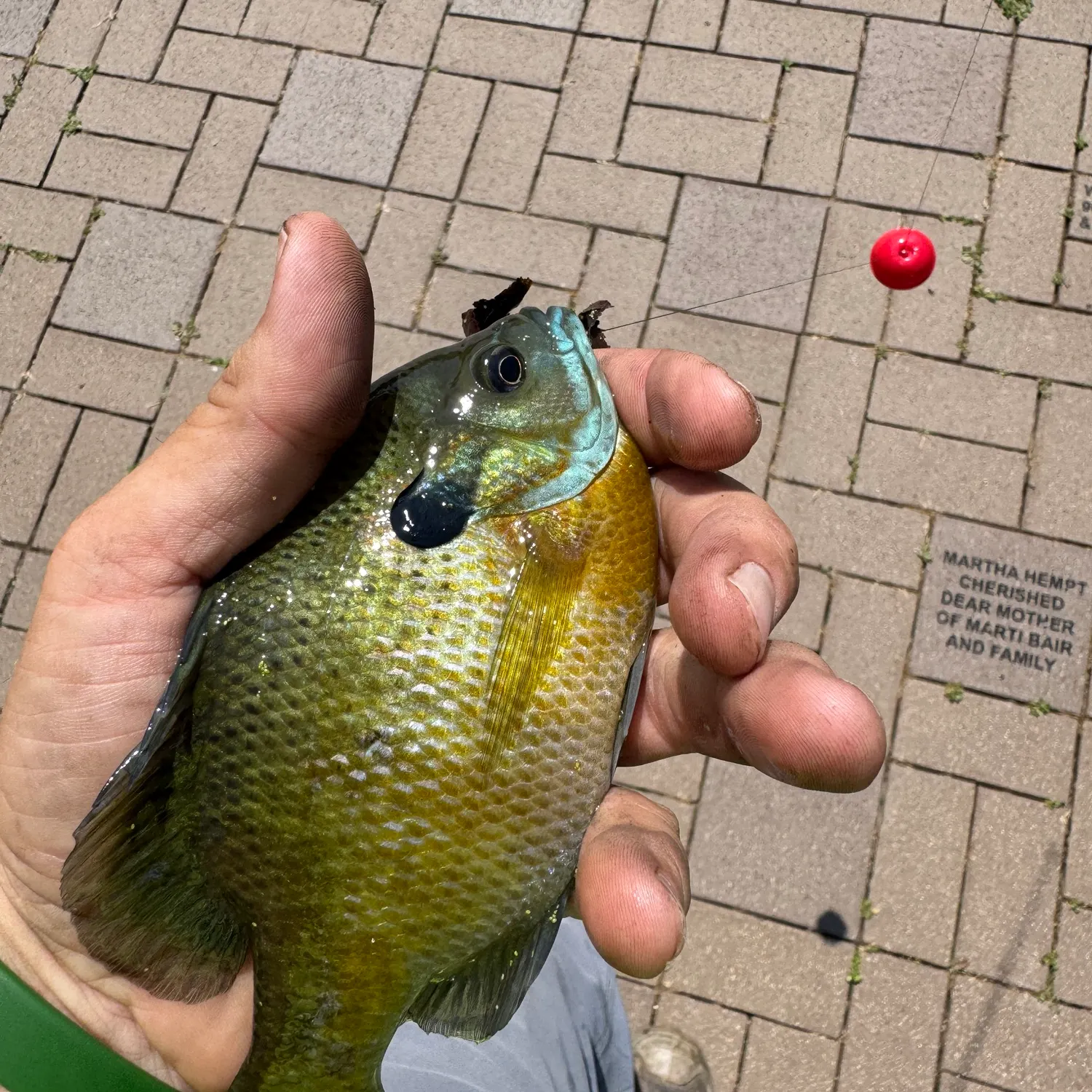 recently logged catches