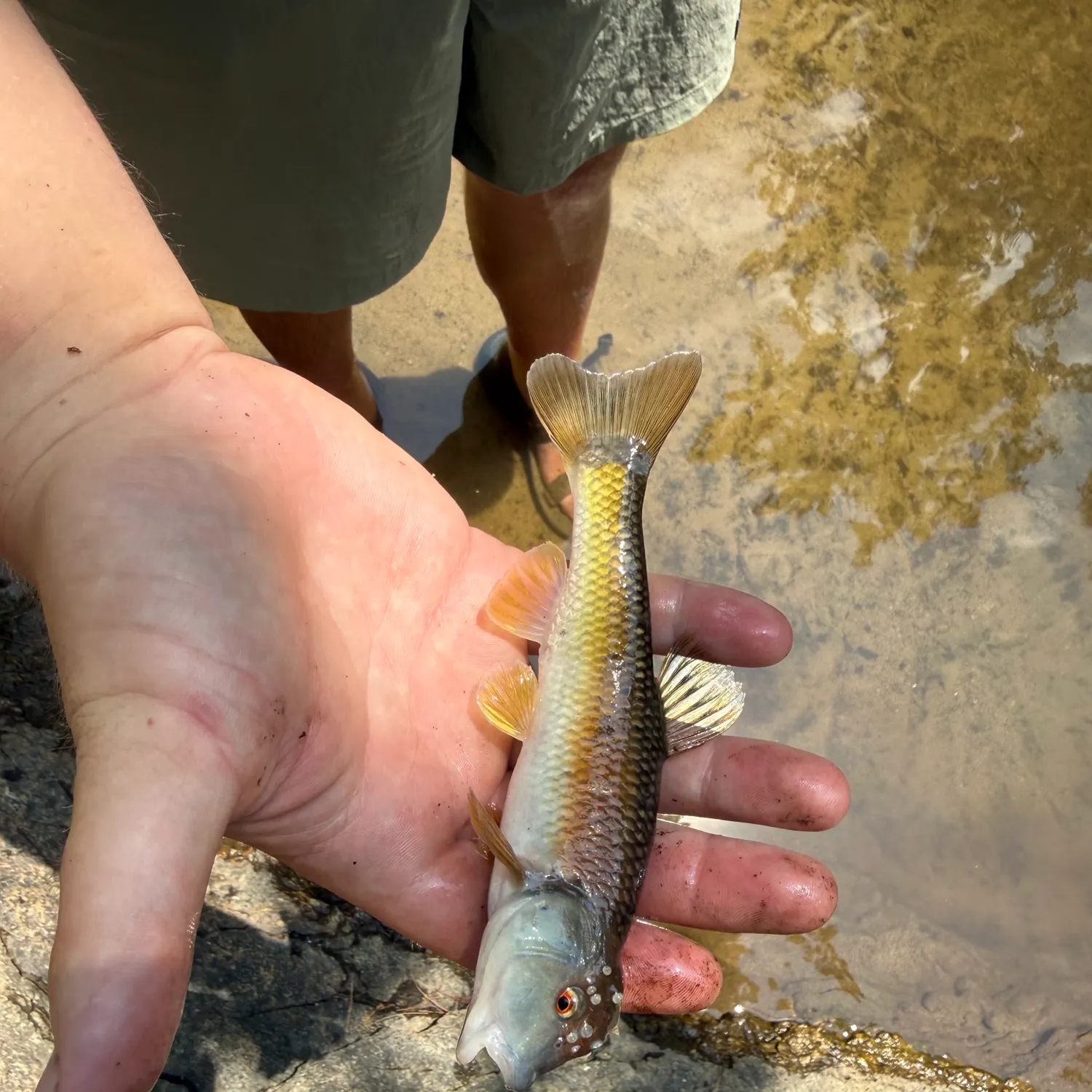 The most recent River chub catches on Fishbrain