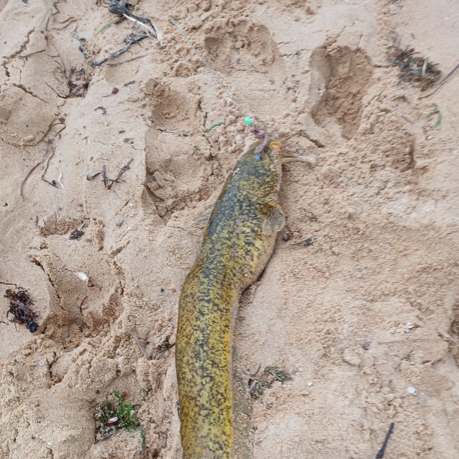 The most recent Cobbler catches on Fishbrain