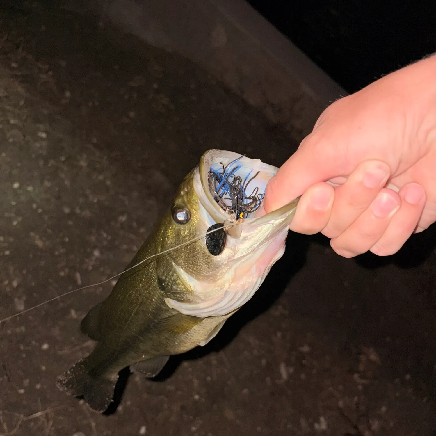 Largemouth bass caught on Fishbrain