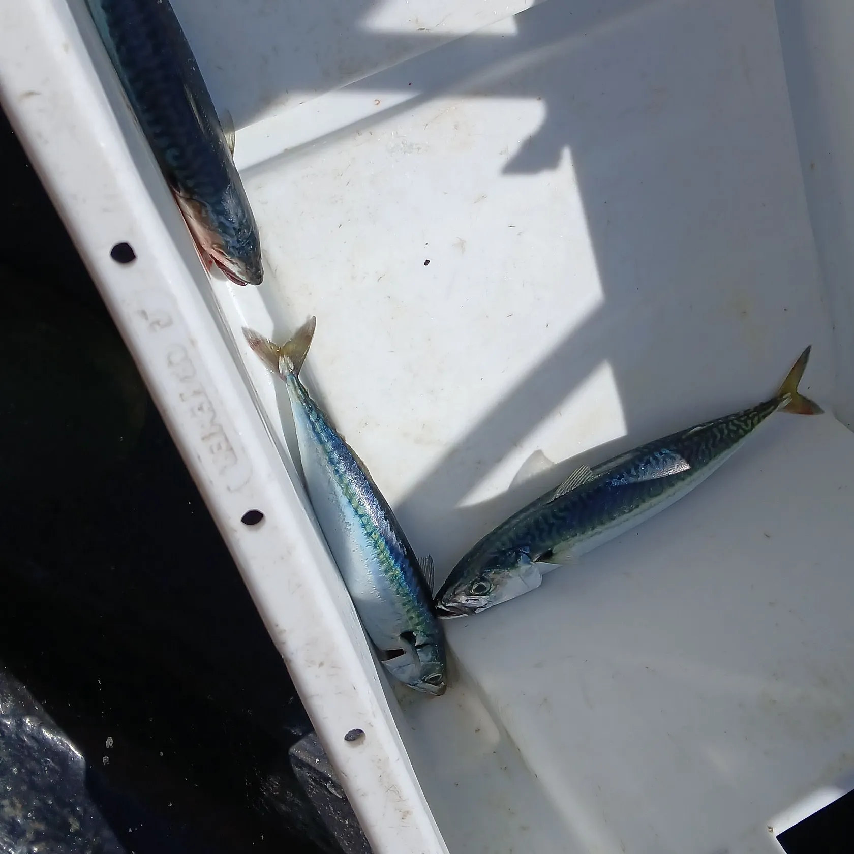 Atlantic mackerel caught on Fishbrain
