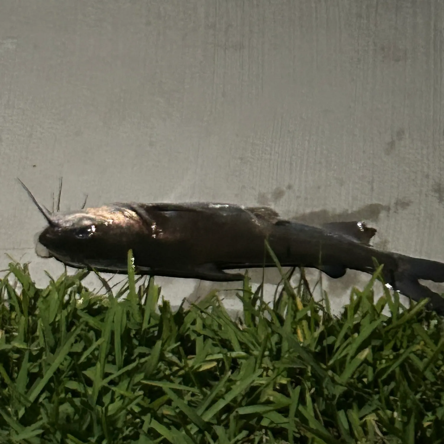 Hardhead sea catfish caught on Fishbrain
