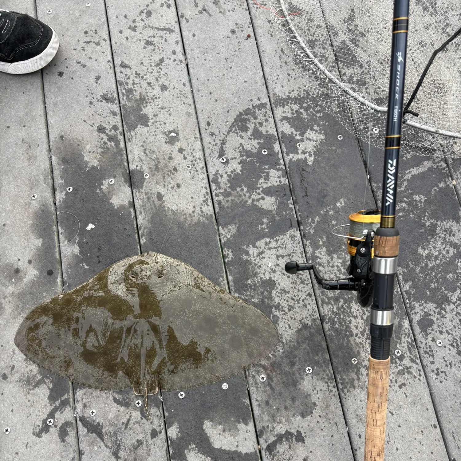 The most recent Spiny butterfly ray catches on Fishbrain