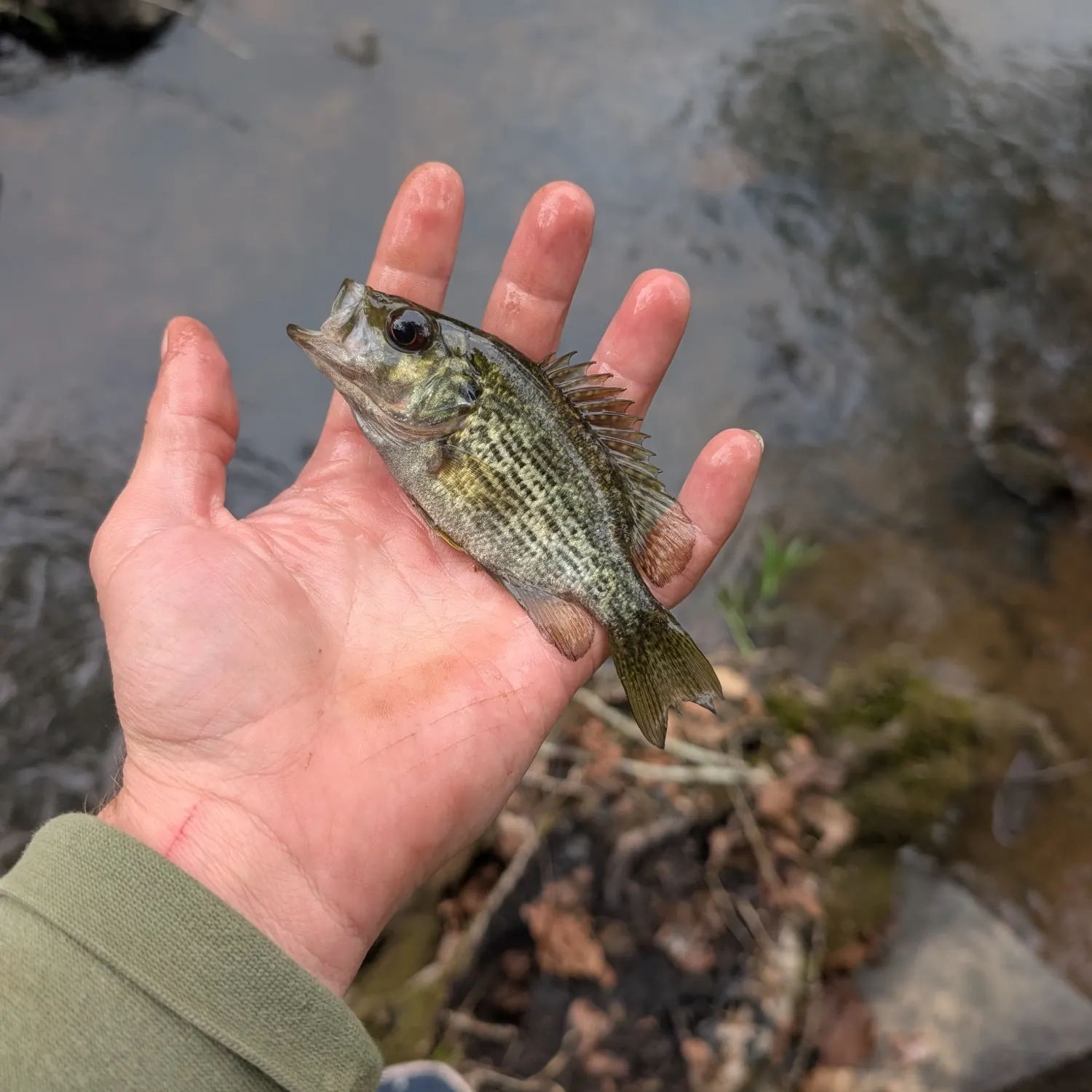 The most recent Roanoke bass catches on Fishbrain