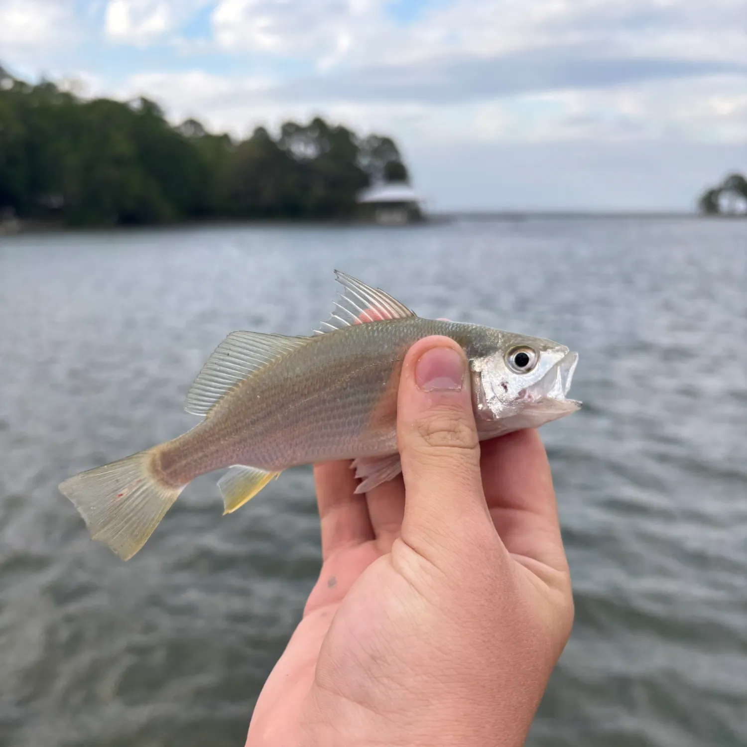 The most recent Silver perch catches on Fishbrain