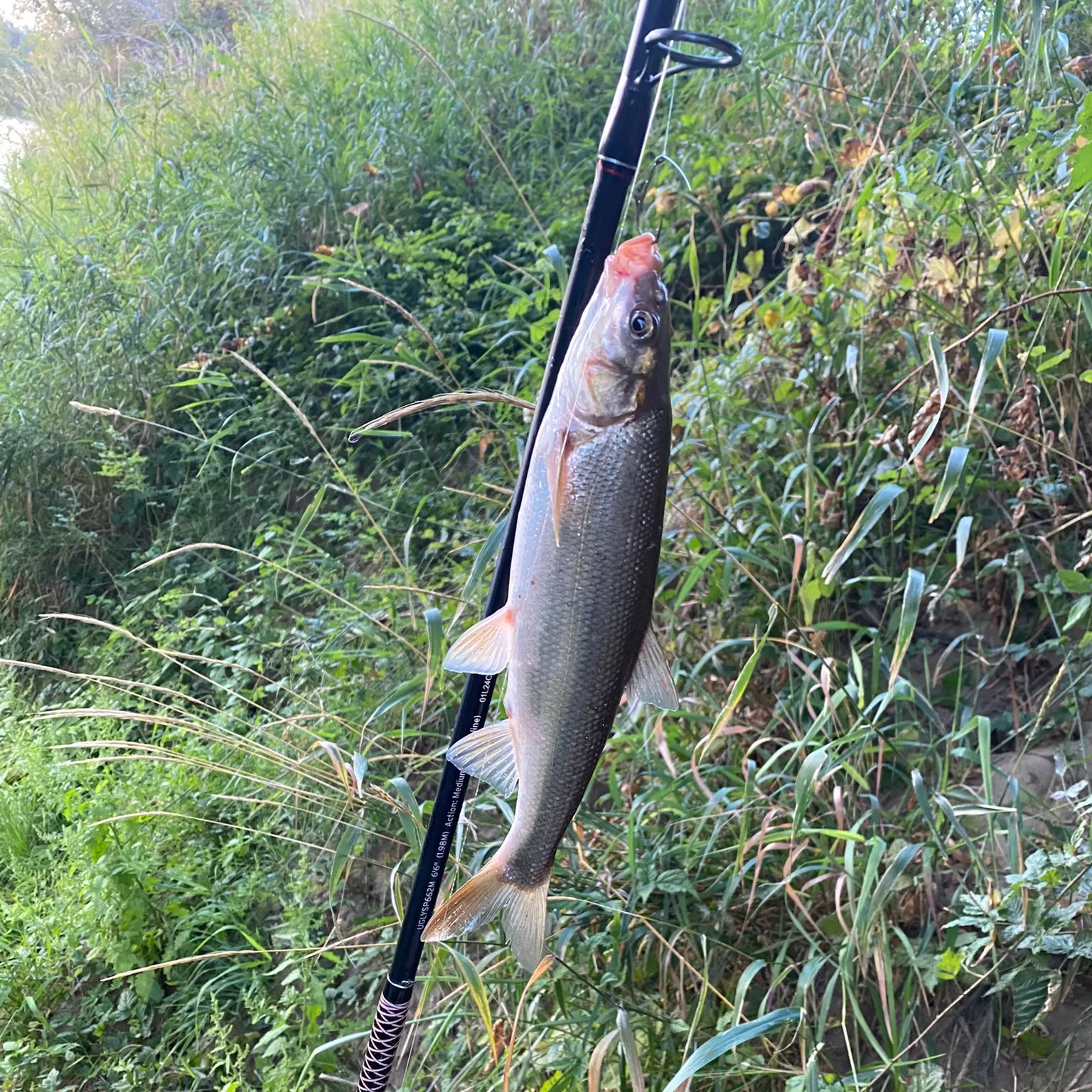 The most recent Peamouth catches on Fishbrain