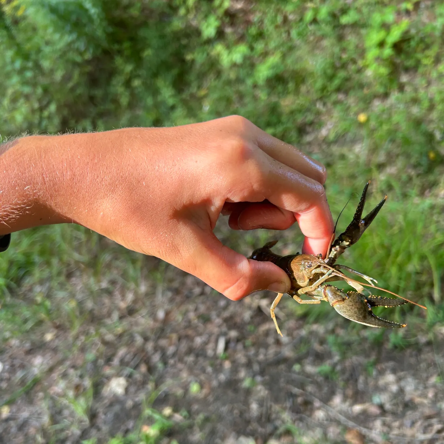 Signal crayfish caught on Fishbrain