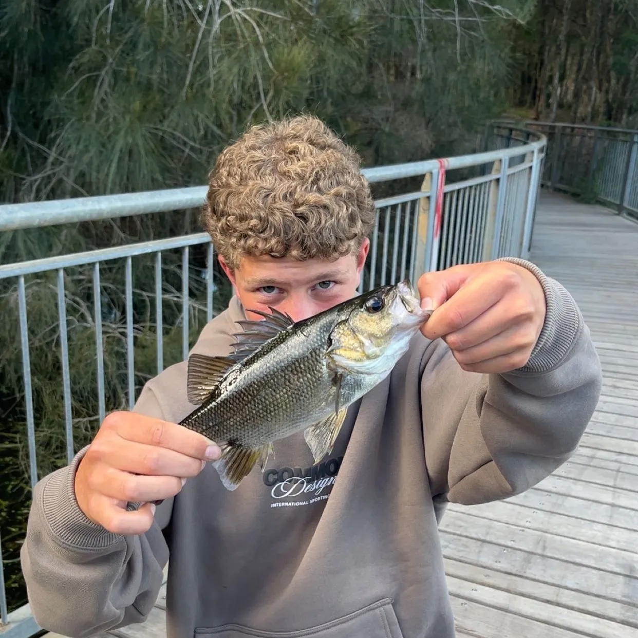 The most recent Australian bass catches on Fishbrain