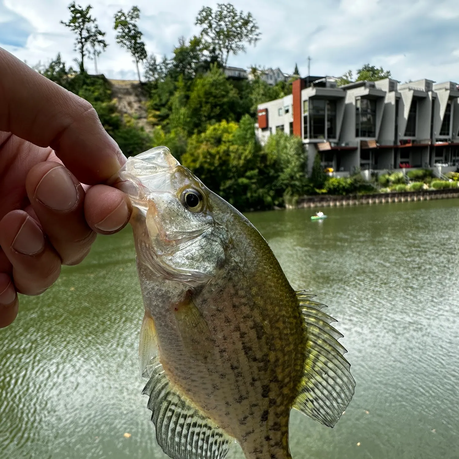 Black crappie caught on Fishbrain