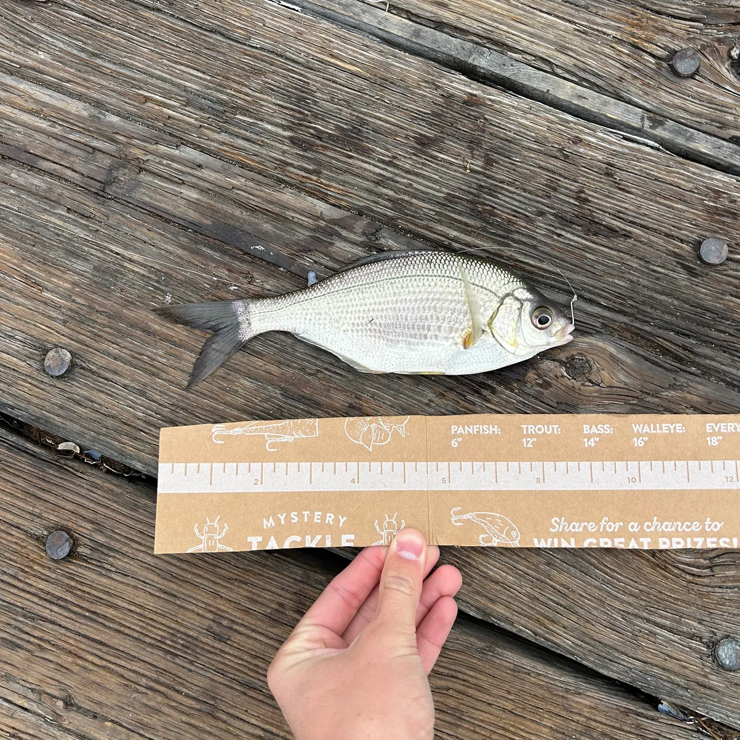 The most recent Bermuda sea chub catches on Fishbrain