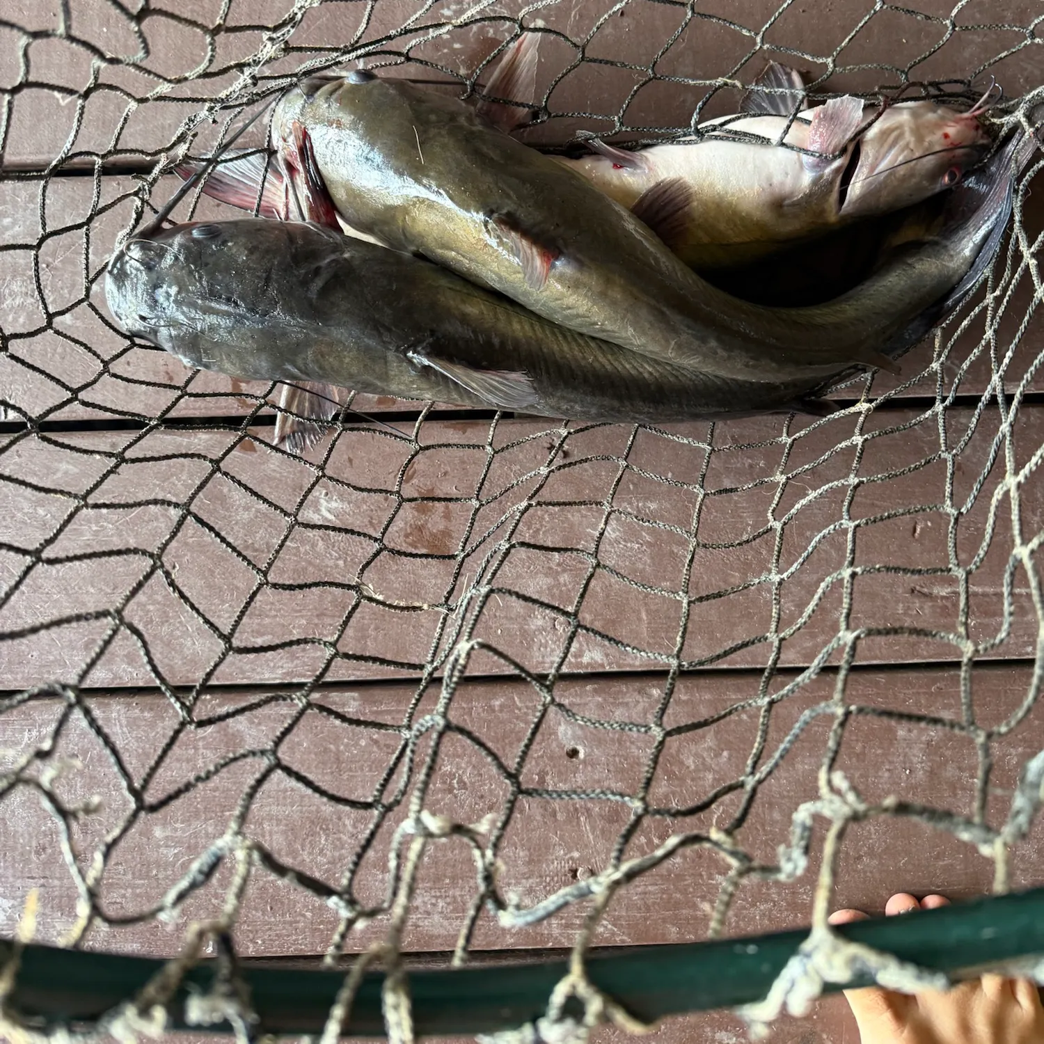 Blue catfish caught on Fishbrain