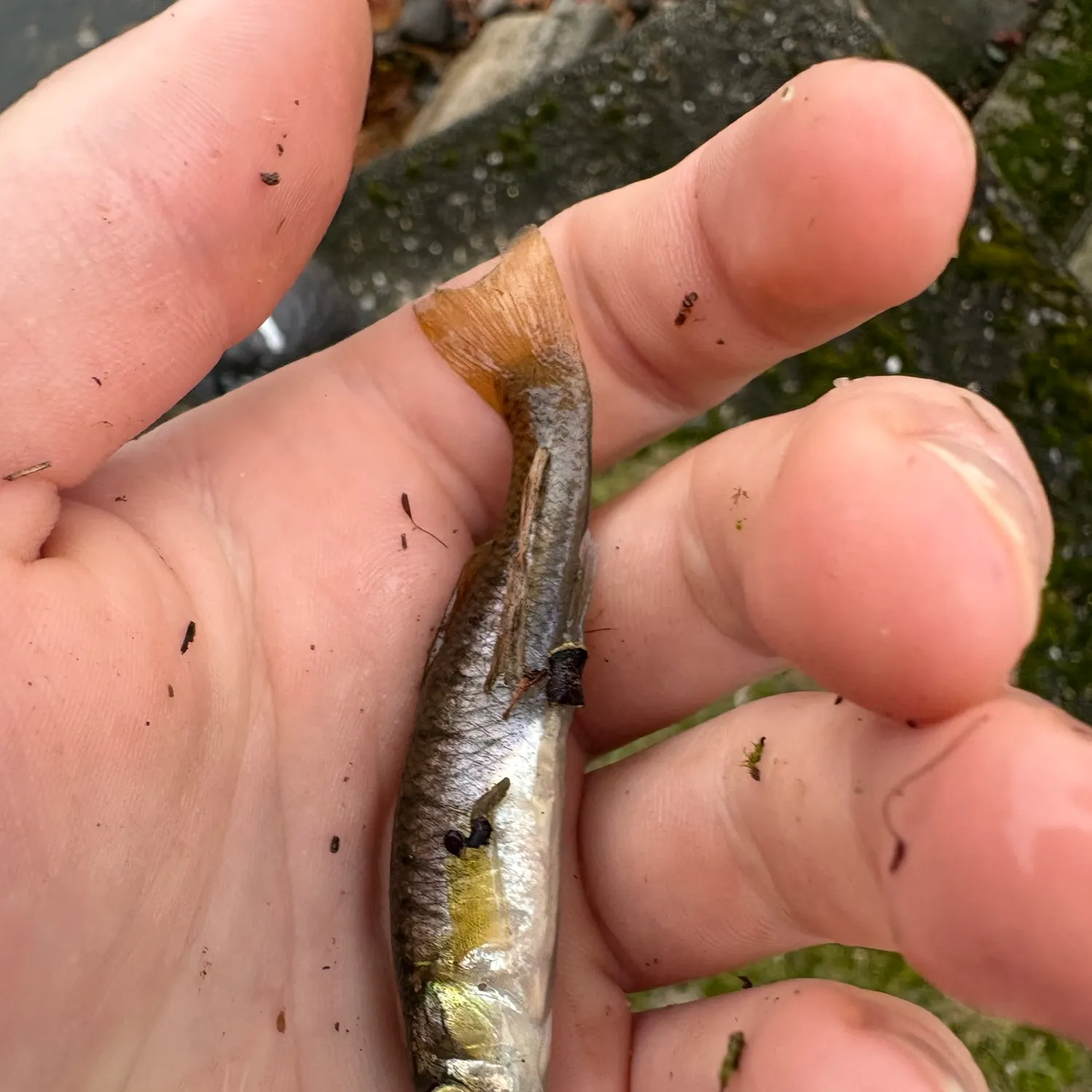 Banded killifish caught on Fishbrain