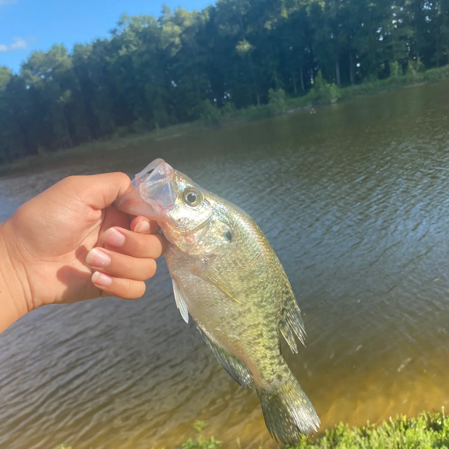The most recent White crappie catches on Fishbrain