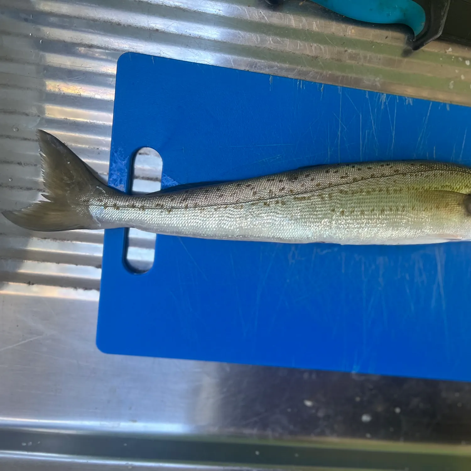 The most recent King George whiting catches on Fishbrain