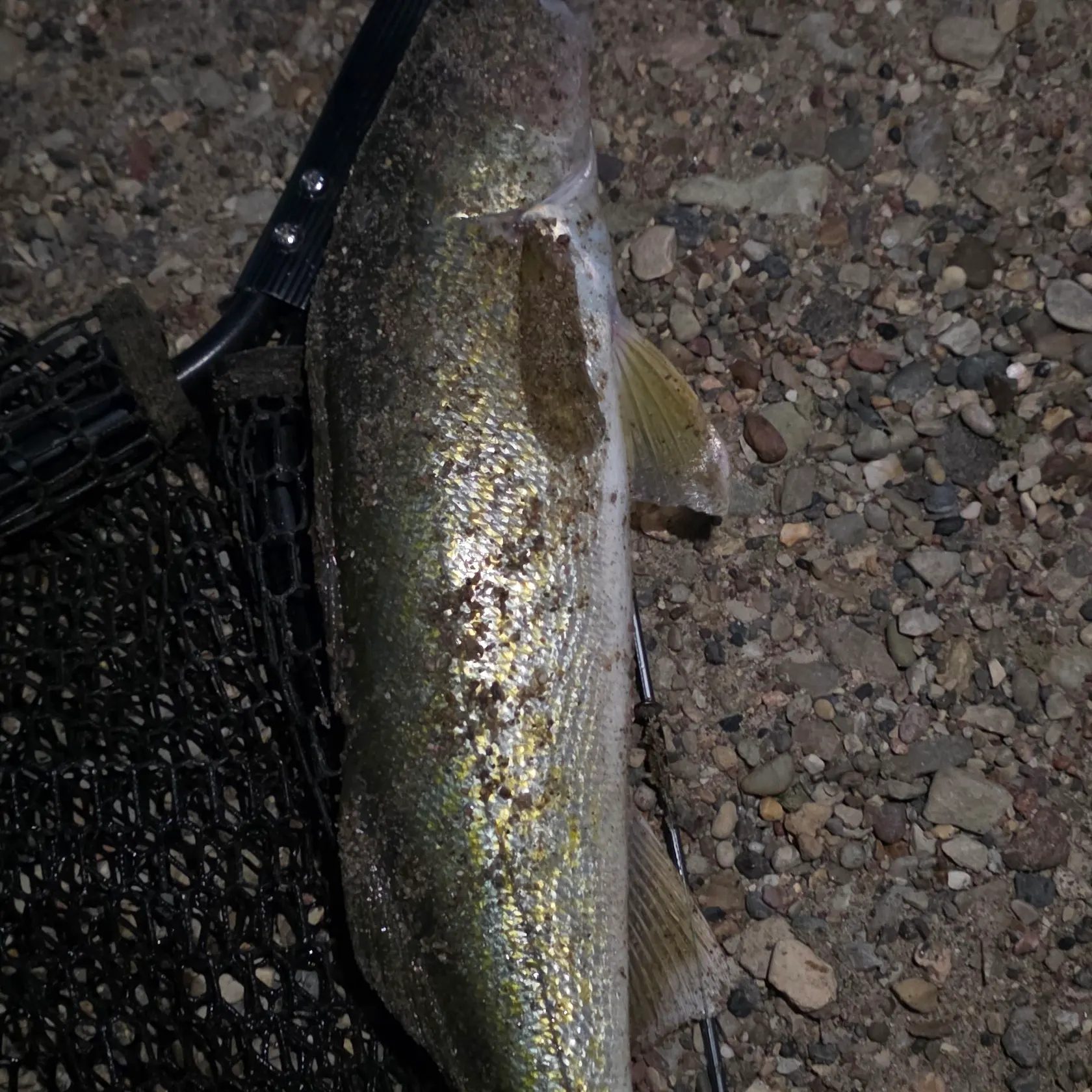 Walleye caught on Fishbrain