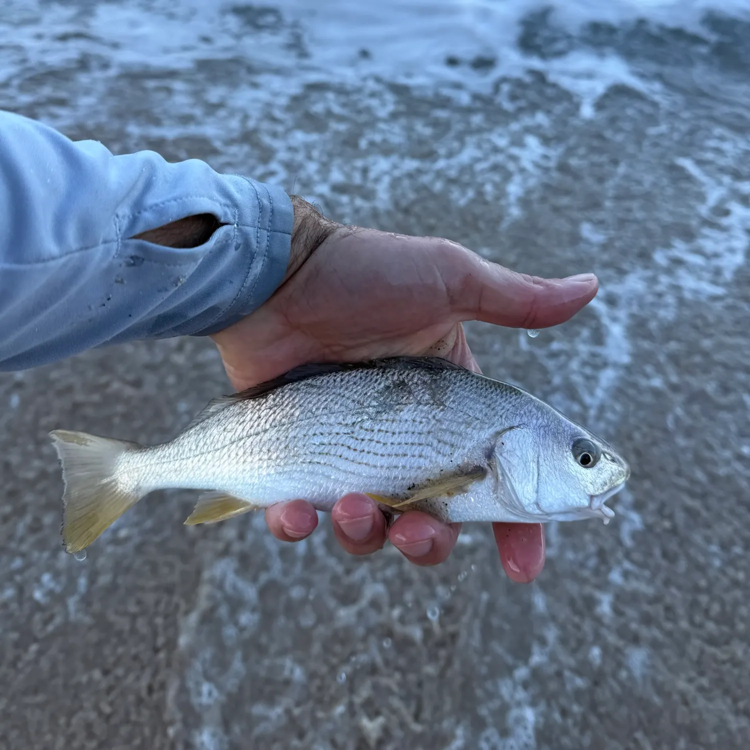 Yellowfin croaker caught on Fishbrain
