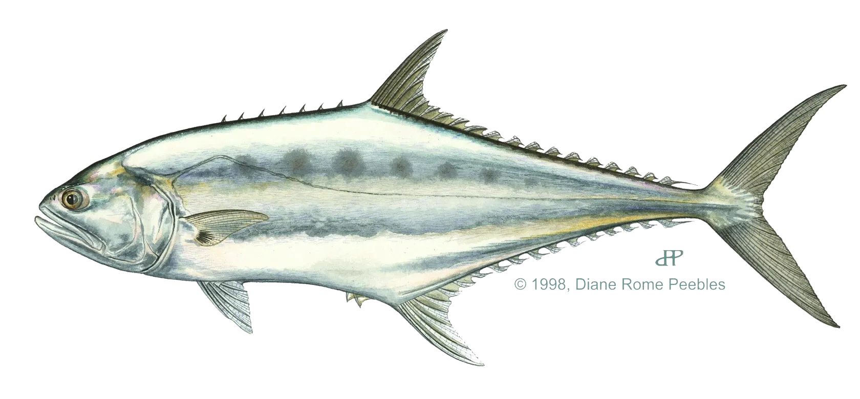 Talang queenfish