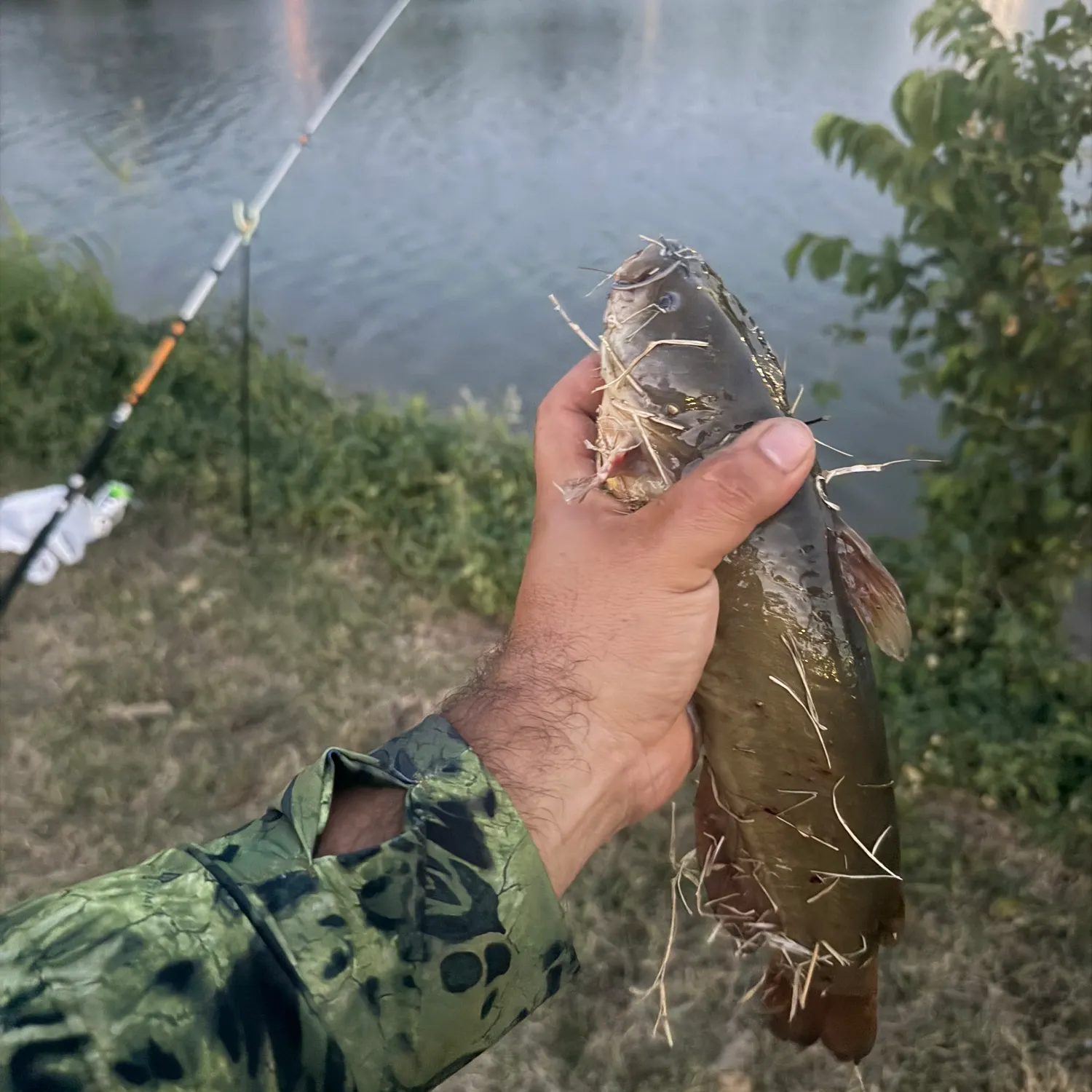 Yellow bullhead caught on Fishbrain