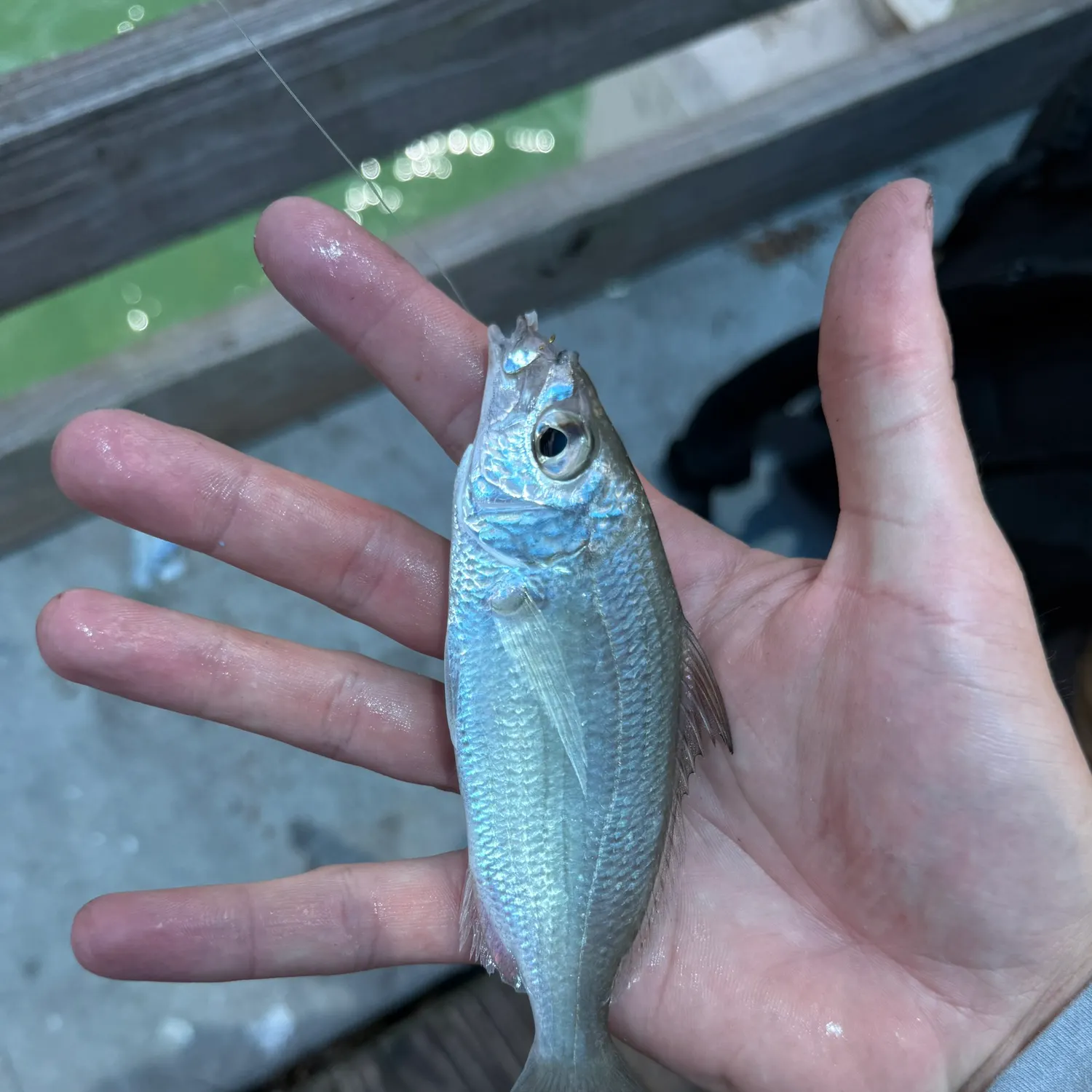 The most recent Silver jenny catches on Fishbrain