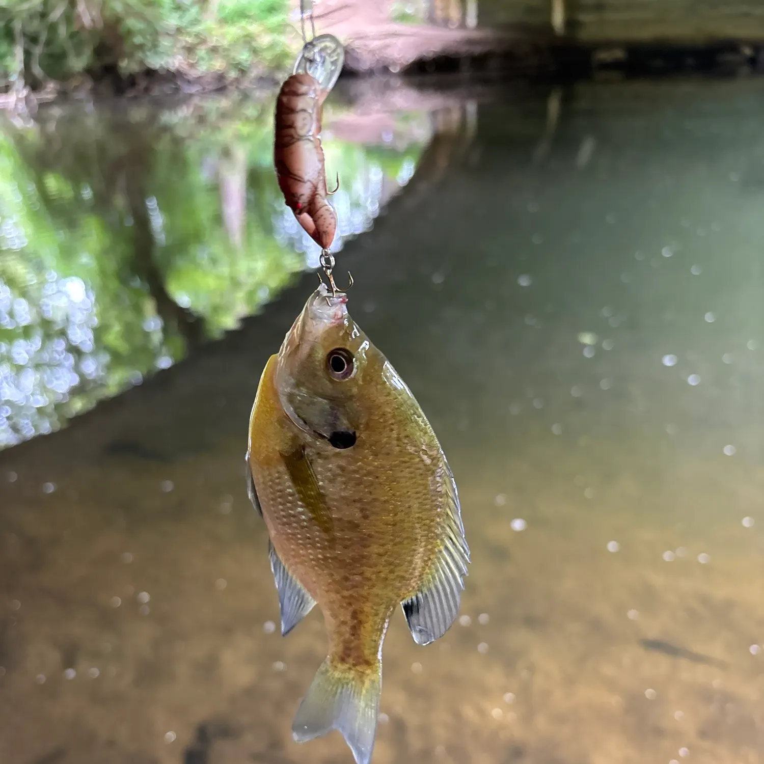 Bluegill caught on Fishbrain
