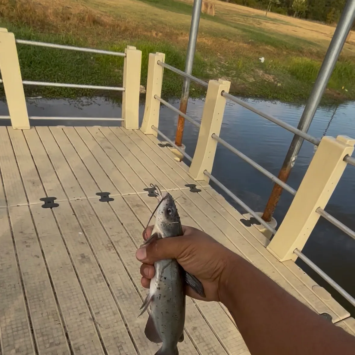Channel catfish caught on Fishbrain