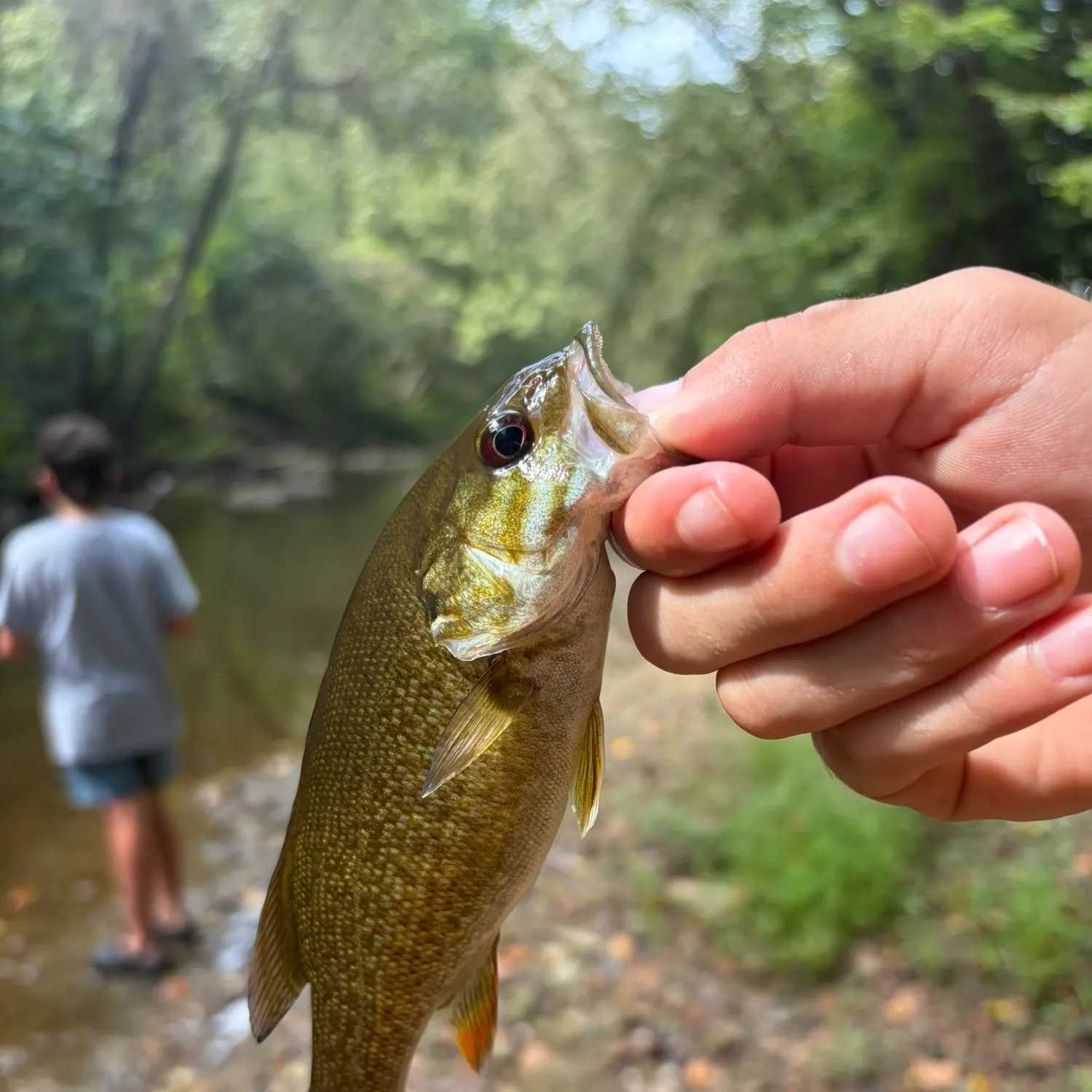 Smallmouth bass caught on Fishbrain