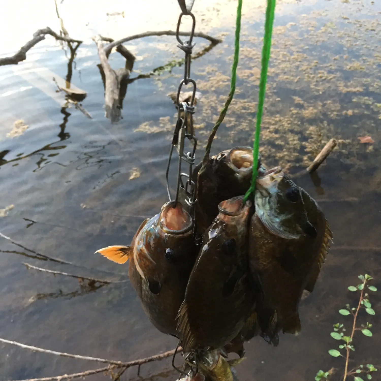 recently logged catches