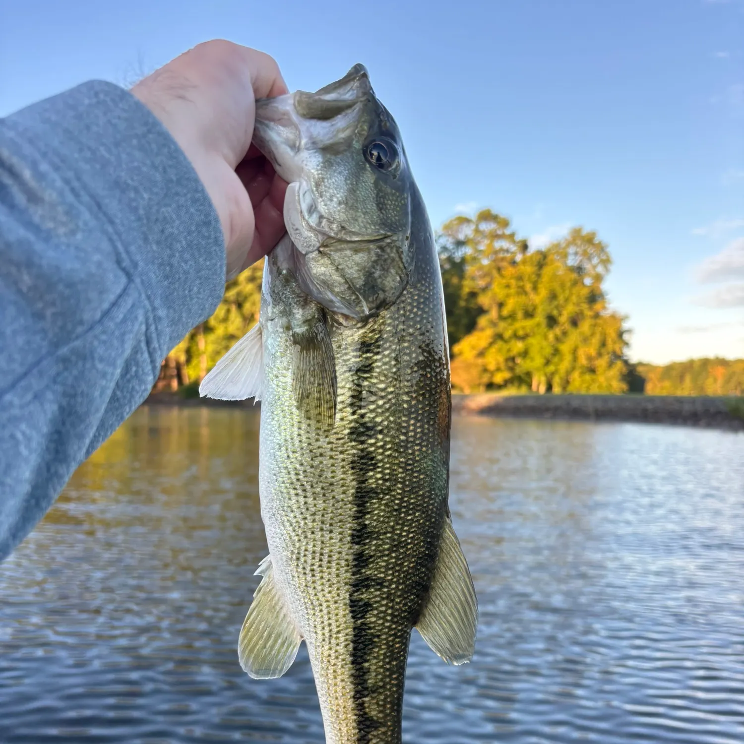 Spotted bass caught on Fishbrain