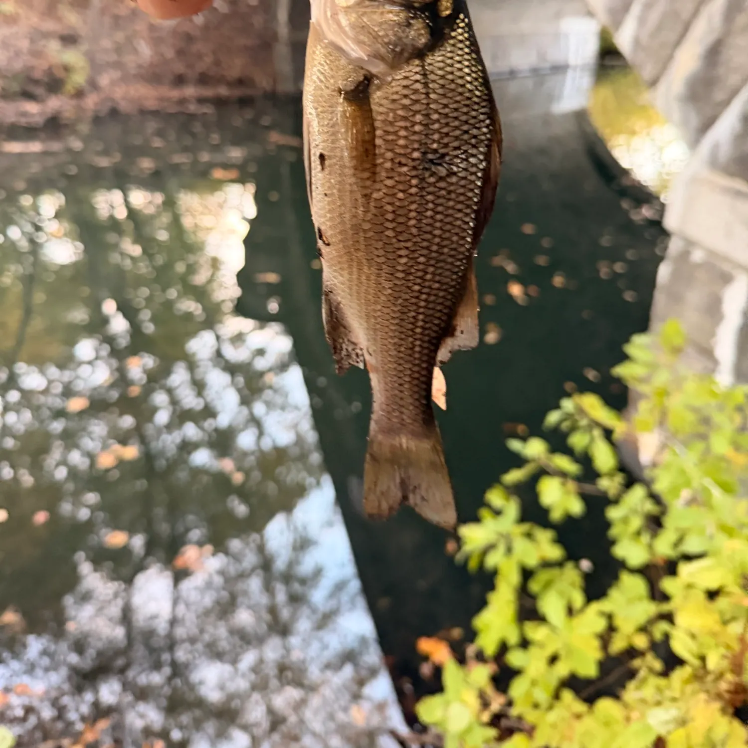 White perch caught on Fishbrain