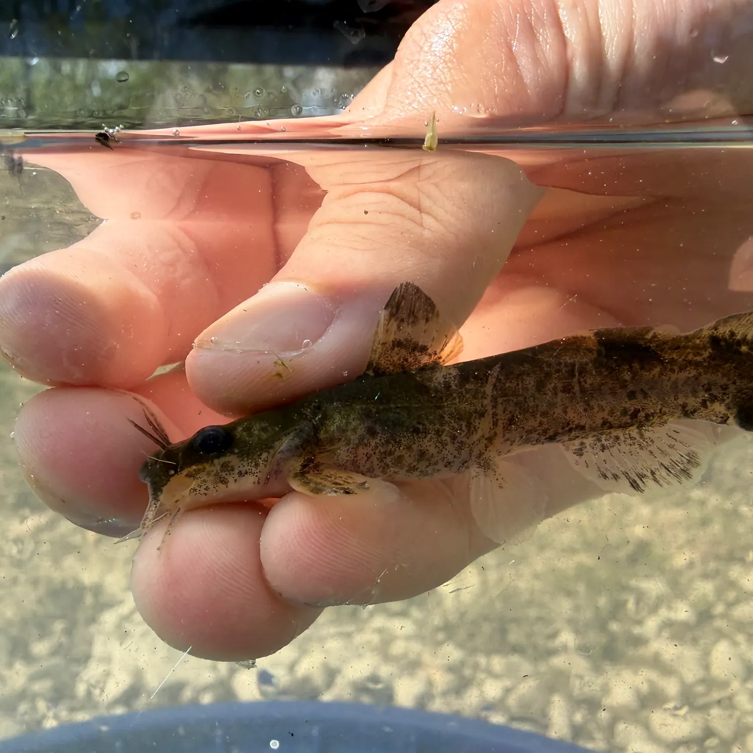The most recent Brindled madtom catches on Fishbrain