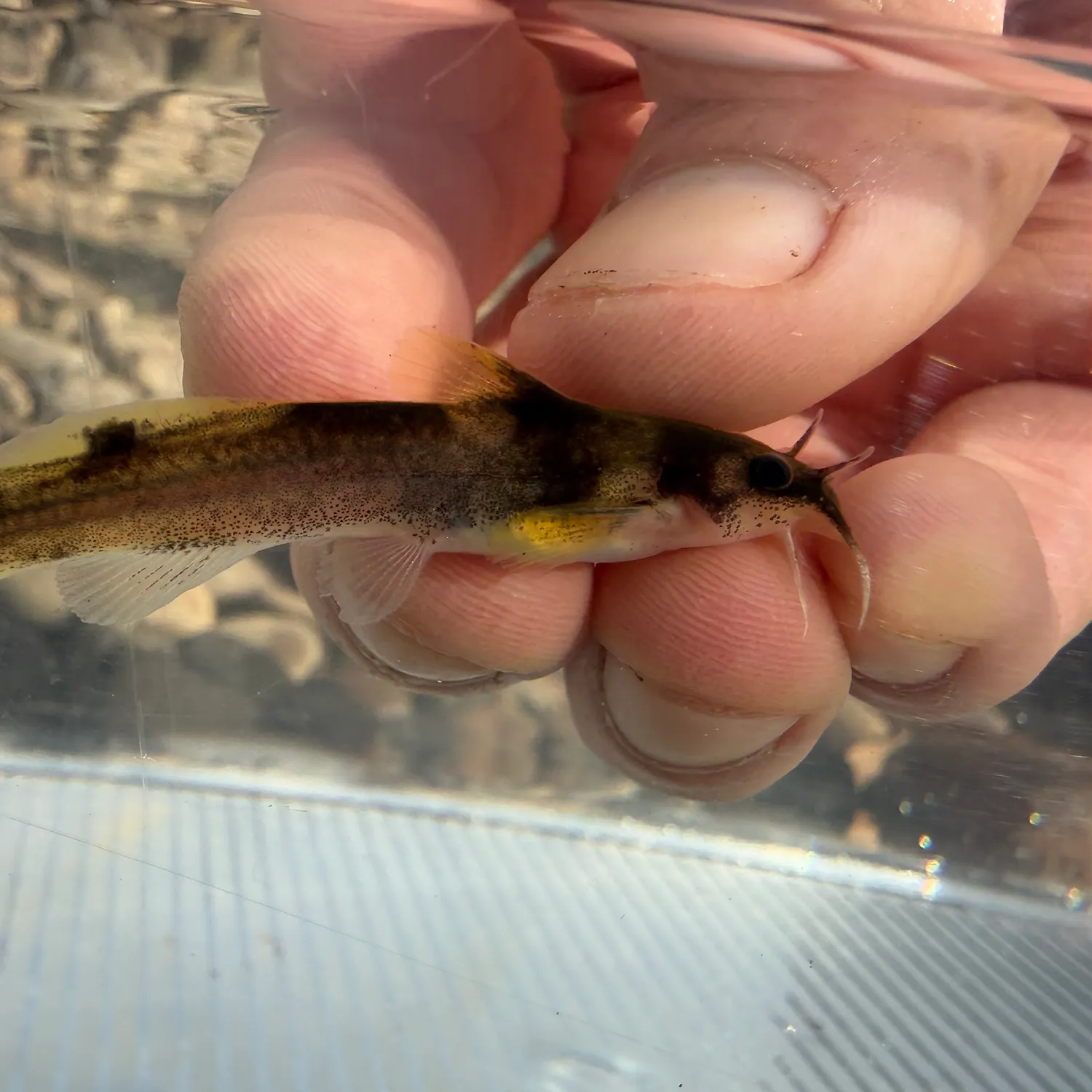 The most recent Ozark bass catches on Fishbrain