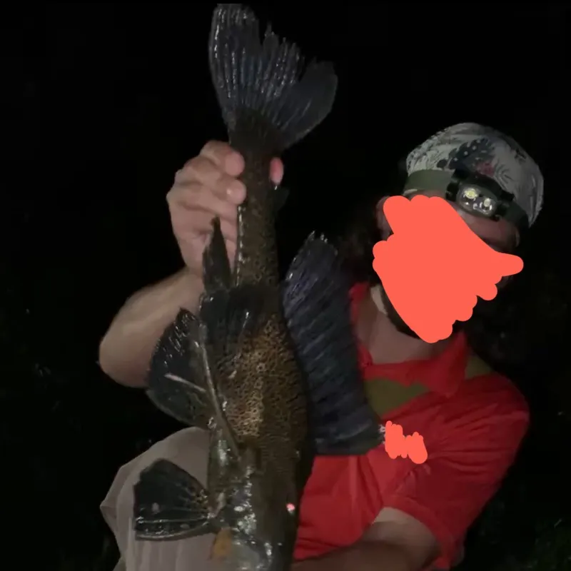The most recent Suckermouth catfish catches on Fishbrain
