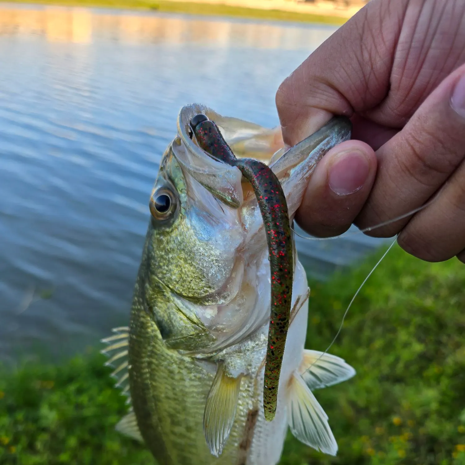 Largemouth bass caught on Fishbrain