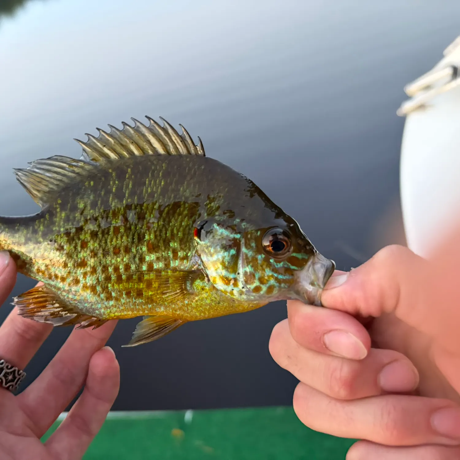 catch