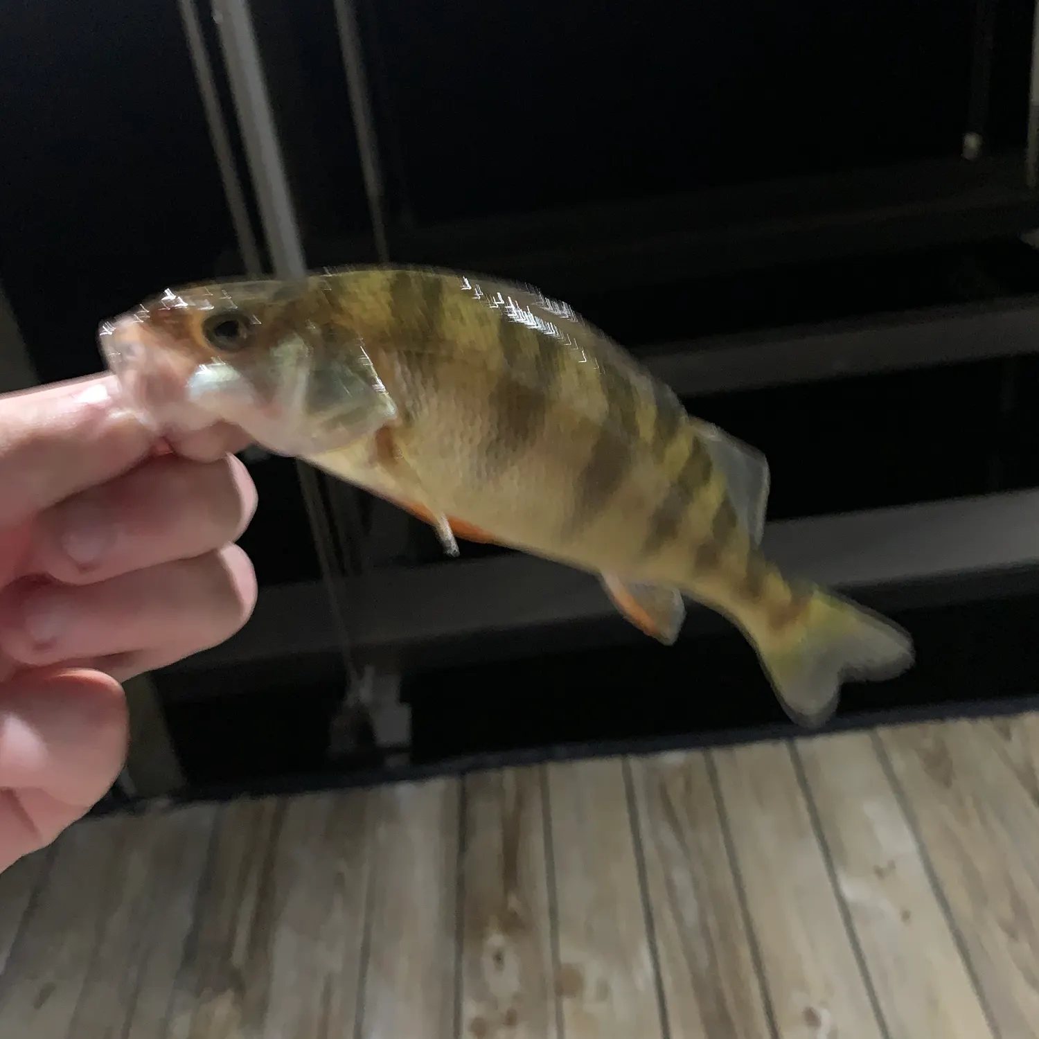 Yellow perch caught on Fishbrain