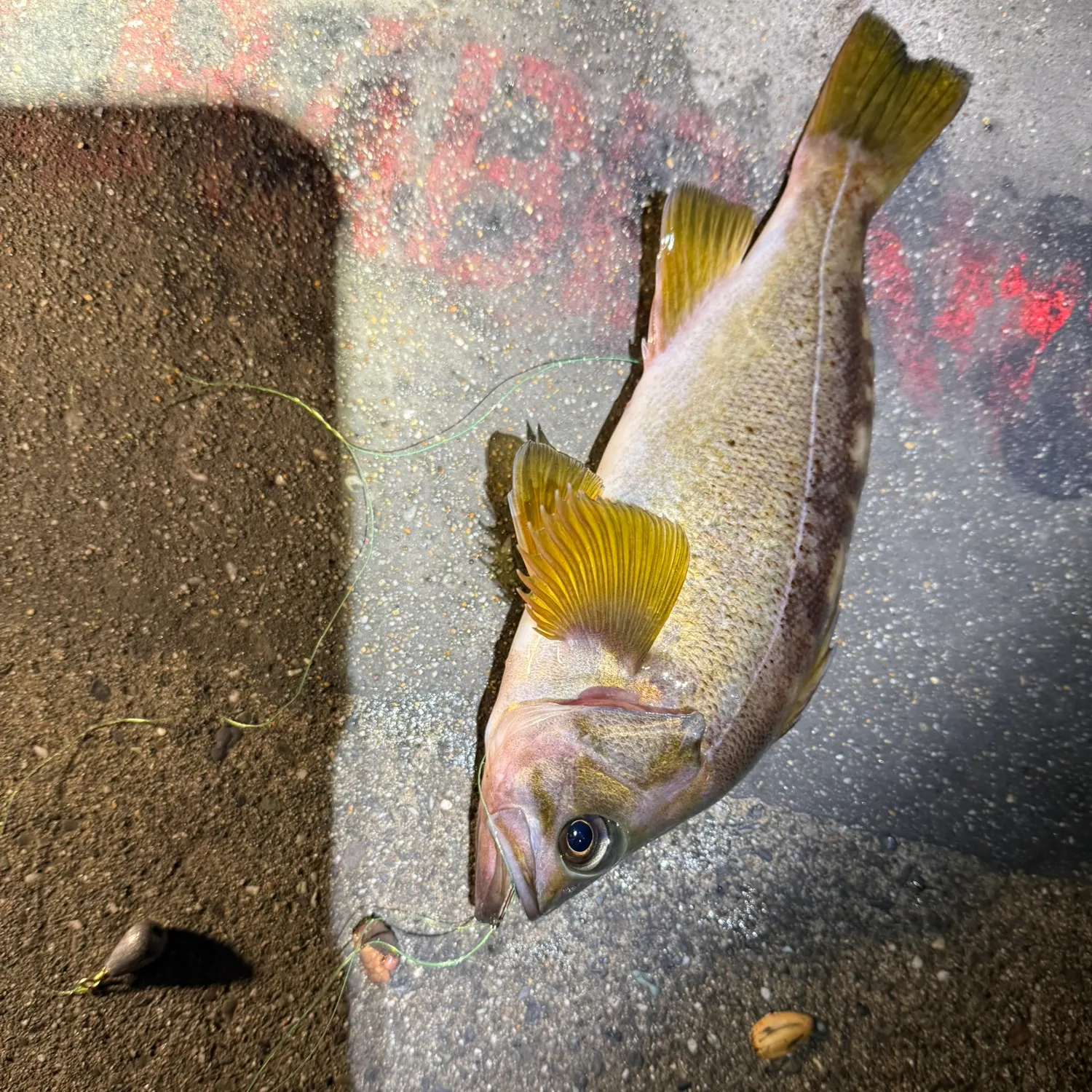 Brown rockfish caught on Fishbrain