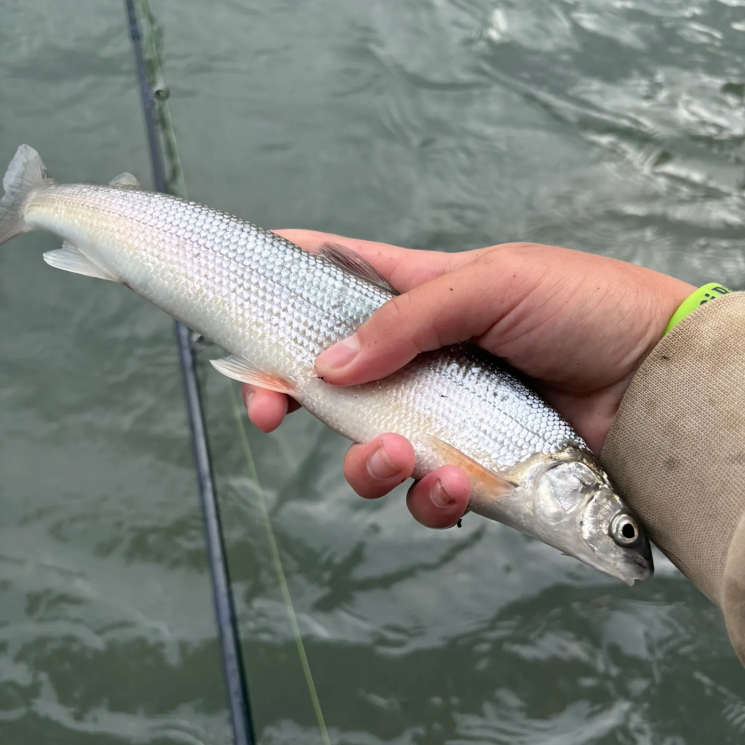 The most recent Round whitefish catches on Fishbrain
