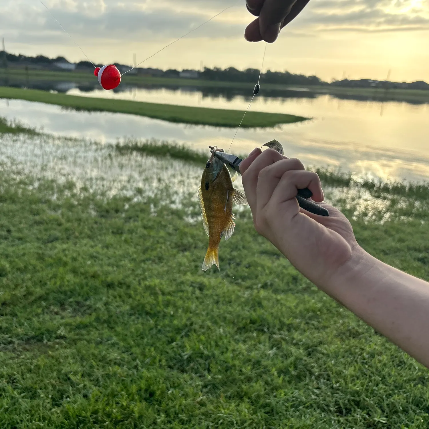 Bluegill caught on Fishbrain