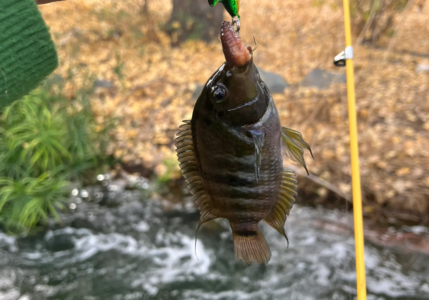 Convict cichlid