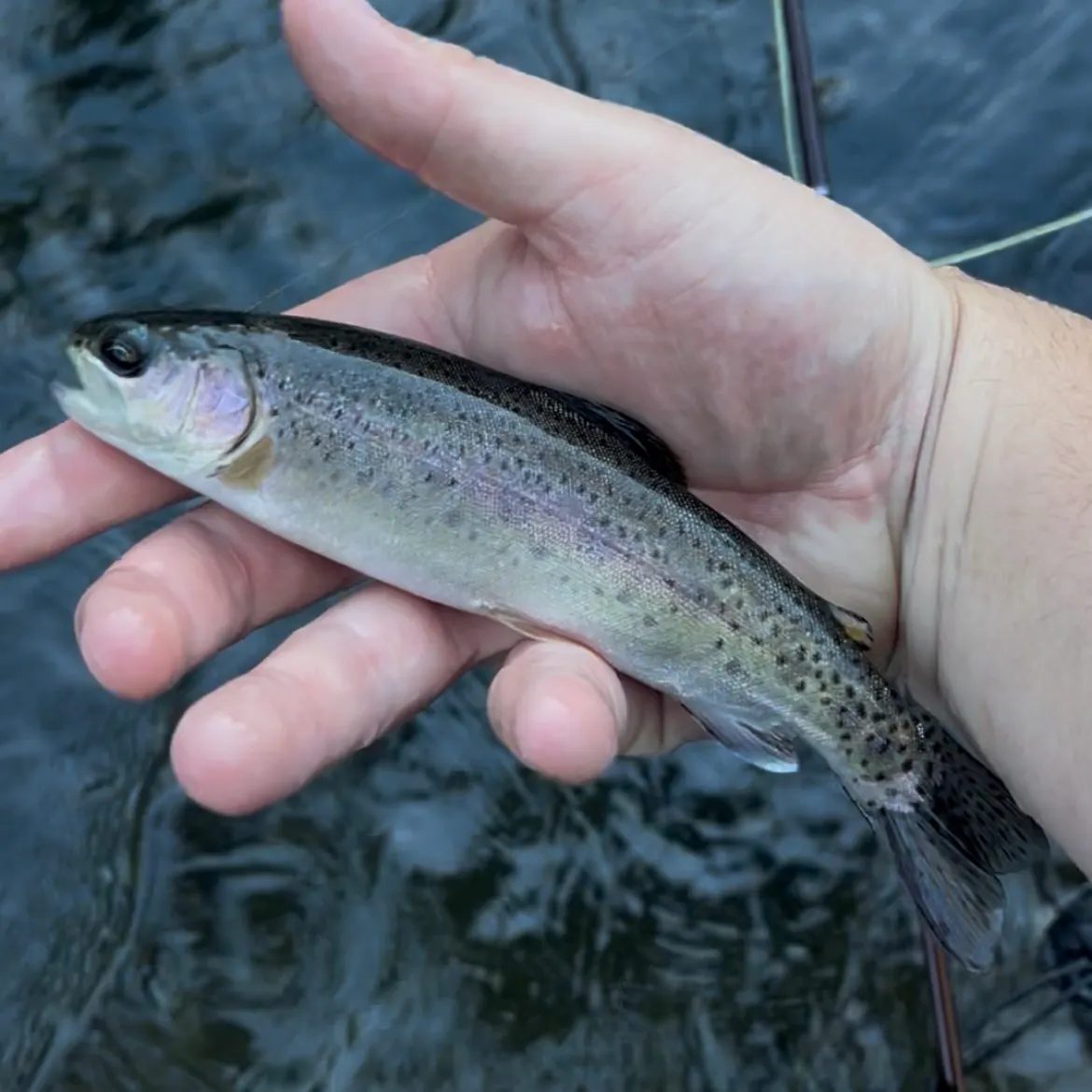 Rainbow trout caught on Fishbrain