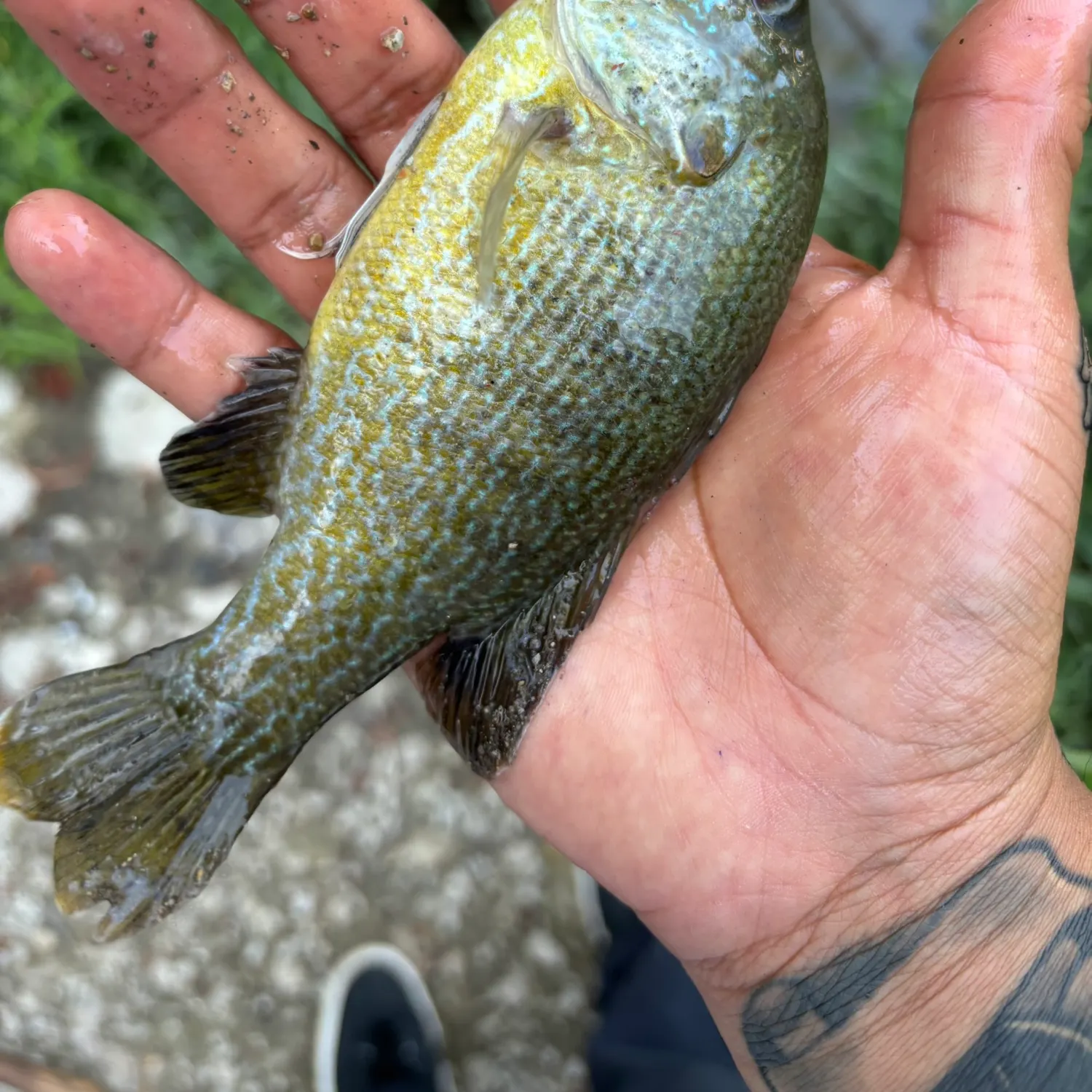 Green sunfish caught on Fishbrain