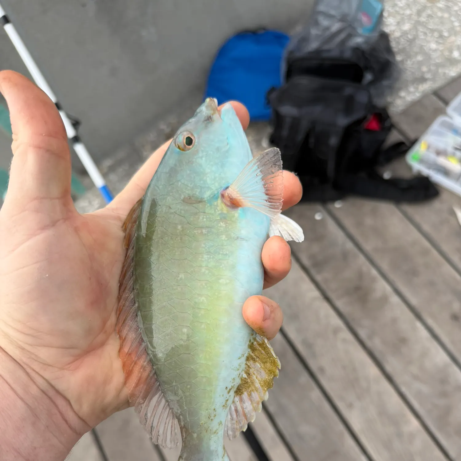 The most recent Redtail parrotfish catches on Fishbrain