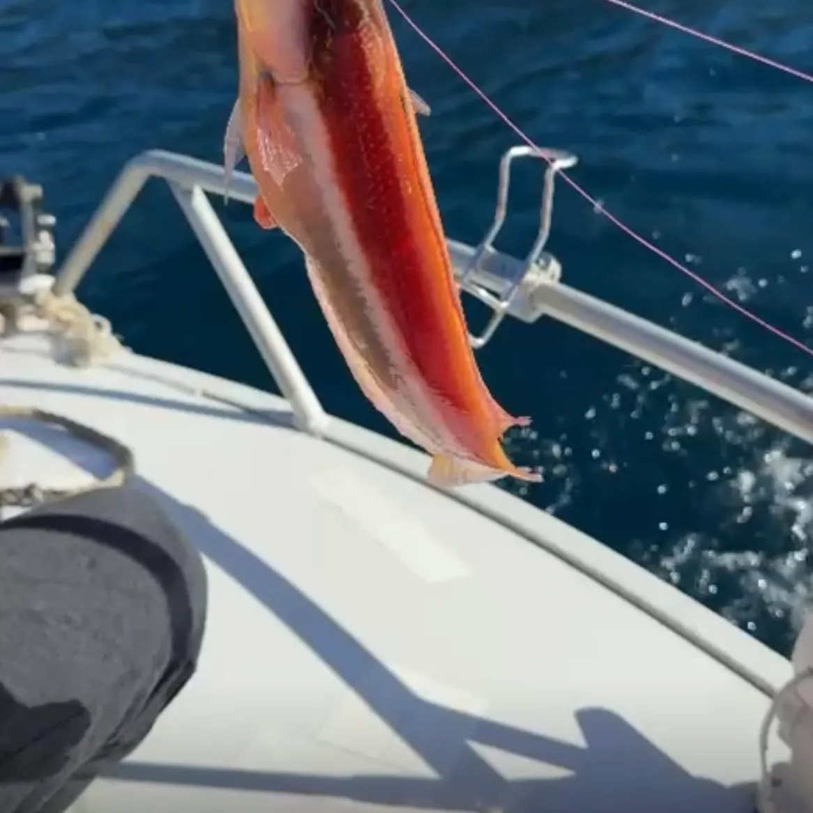 The most recent Western king wrasse catches on Fishbrain