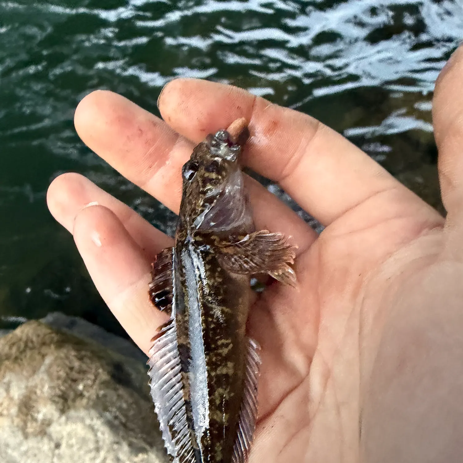 Mottled sculpin caught on Fishbrain