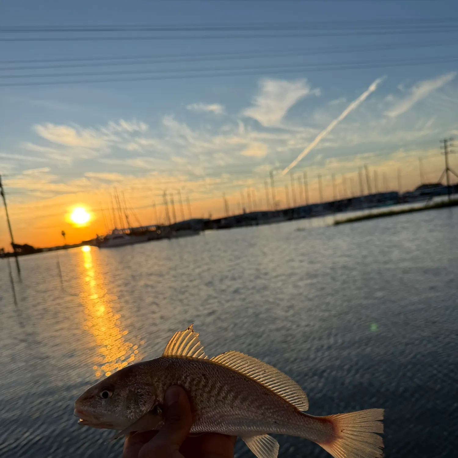 Atlantic croaker caught on Fishbrain