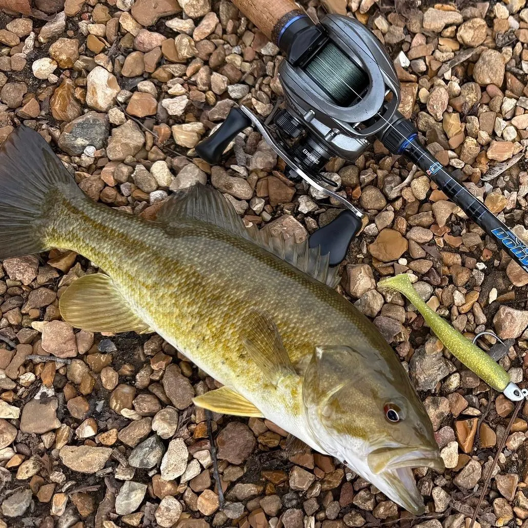 The most recent Smallmouth bass catches on Fishbrain