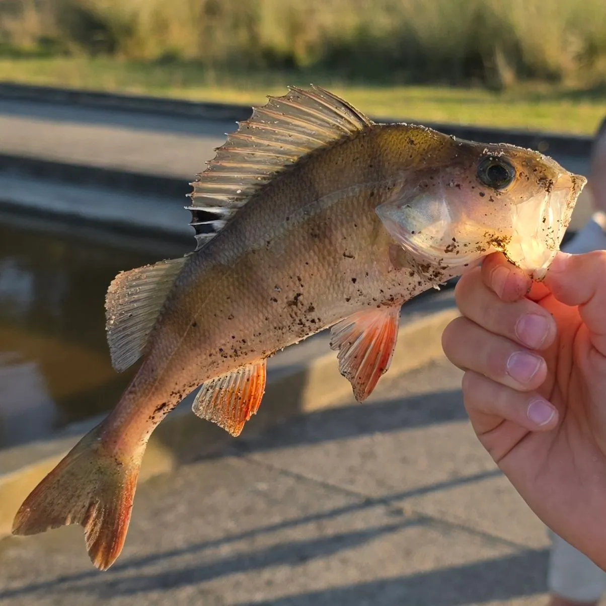 The most recent European perch catches on Fishbrain