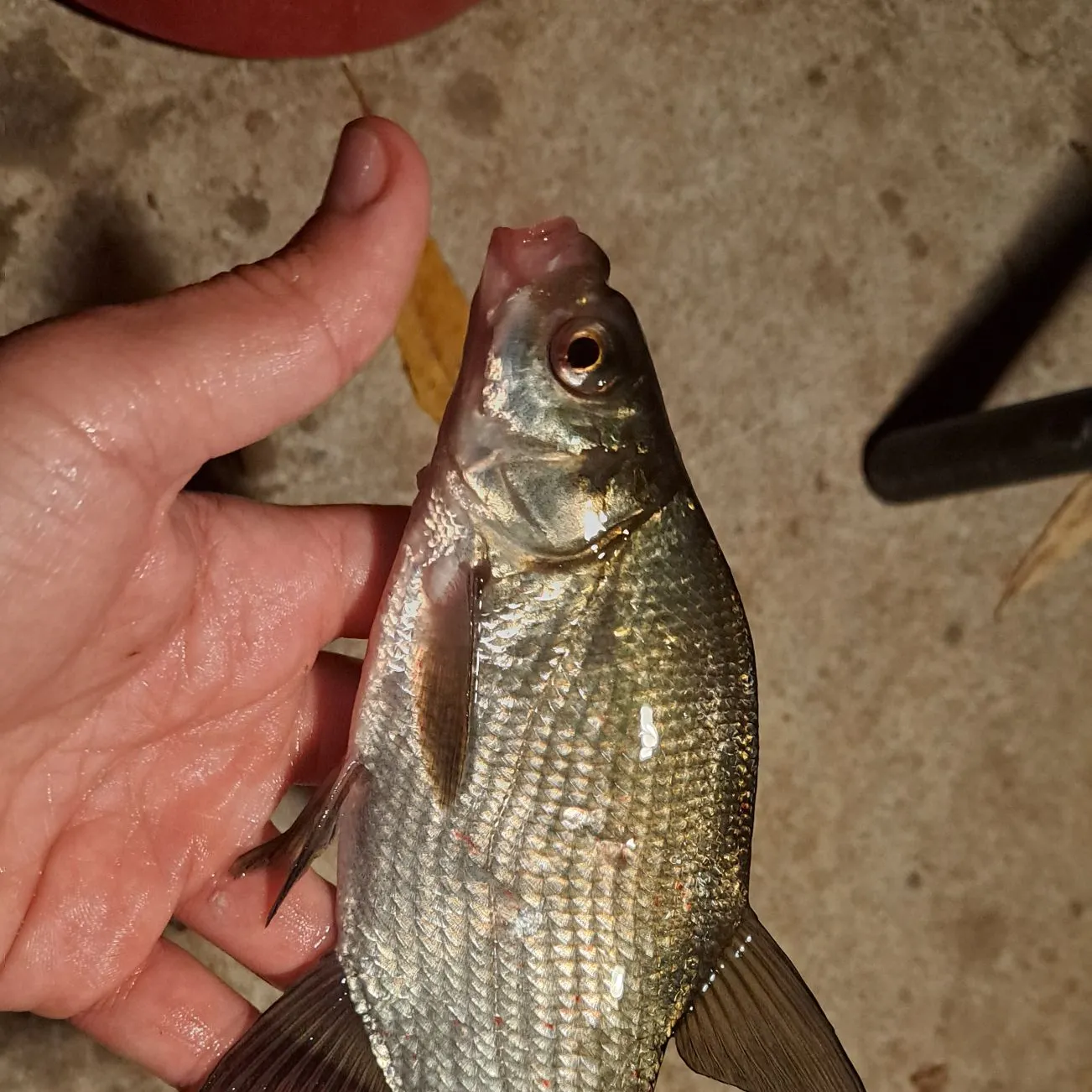 The most recent White bream catches on Fishbrain